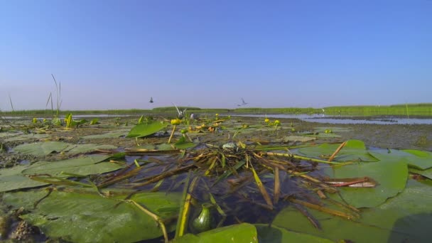 L'oiseau d'eau est assis dans son nid sur des œufs au milieu de fourrés dans le delta de la rivière. — Video