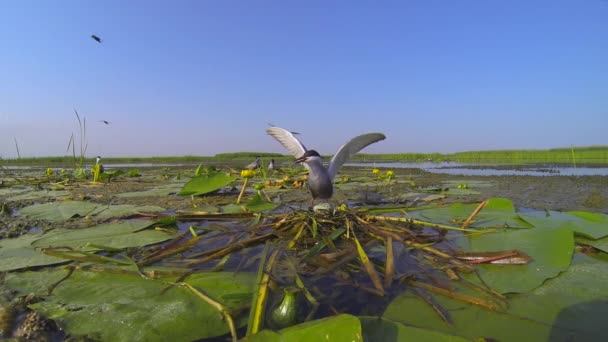 물새는 강 삼각주의 덤불 속에 있는 알 위에 둥지를 틀고 앉아 있다. — 비디오