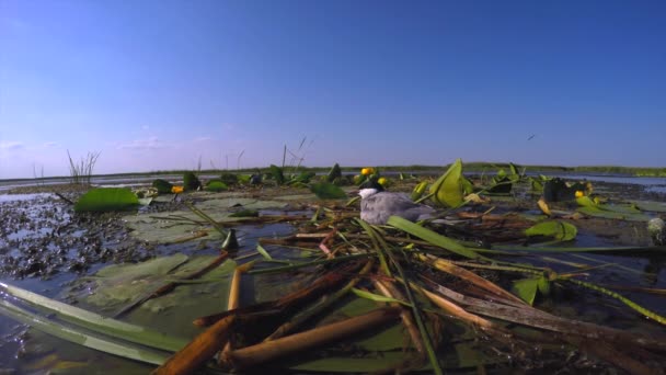 El ave acuática se sienta en su nido sobre huevos en medio de matorrales en el delta del río. — Vídeos de Stock