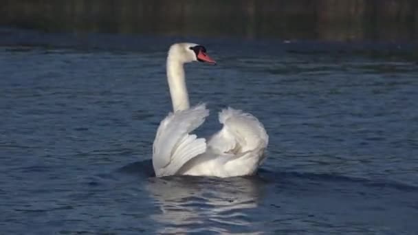 Sudaki beyaz kuğular sadakat ve sevgi kavramı olarak birlikte.. — Stok video