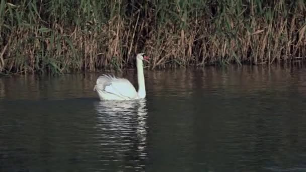 Cigni bianchi sull'acqua insieme come concetto di fedeltà e amore. — Video Stock