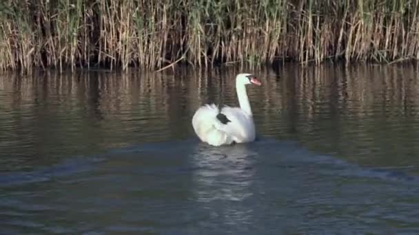 忠誠心と愛の概念として一緒に水の上に白い白鳥. — ストック動画