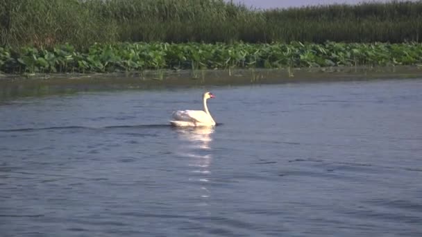 Білі лебеді на воді як концепція вірності і любові . — стокове відео