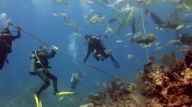 Bahamalar 'daki deniz yaban hayatında köpekbalığı sürüsü olan insanlar..
