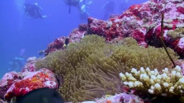 Geceleri Deniz Anemone 'de portakal rengi palyaçolar yüzer..