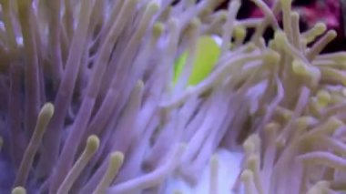 Geceleri Deniz Anemone 'de portakal rengi palyaçolar yüzer..