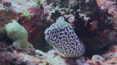 Daha temiz balık temizleme mercan kayalıklarında moray balığı.