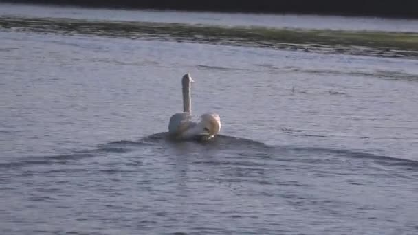 White swans on the water together as a concept of fidelity and love. — Stock Video