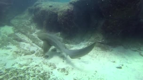 Зебра-акула или Акула-убийца. — стоковое видео