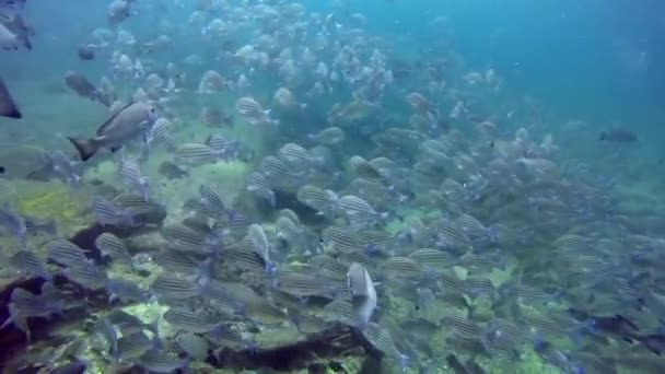 A trópusi korallzátonyok víz alatti tengeri táj. — Stock videók
