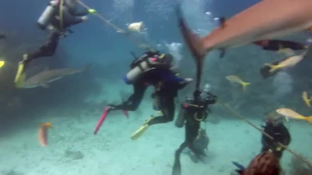 Mensen met een roedel haaien in de onderwaterfauna van Bahama 's. — Stockvideo