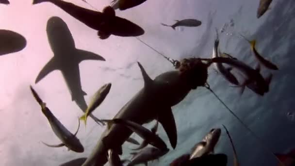 Lidé se smečkou žraloků v podmořské divočině Baham. — Stock video