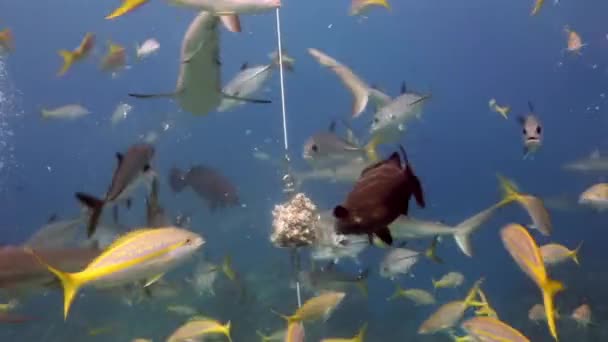 Personas con manada de tiburones en la fauna marina submarina de Bahamas. — Vídeos de Stock