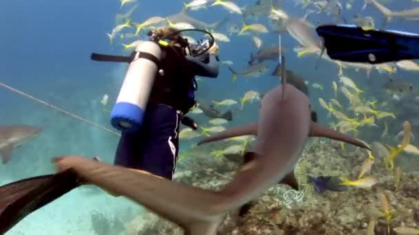 Lidé se smečkou žraloků v podmořské divočině Baham. — Stock video