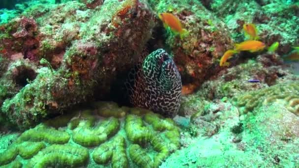 Cleaner wrasse fish cleaning moray eel on reef. — Stock Video