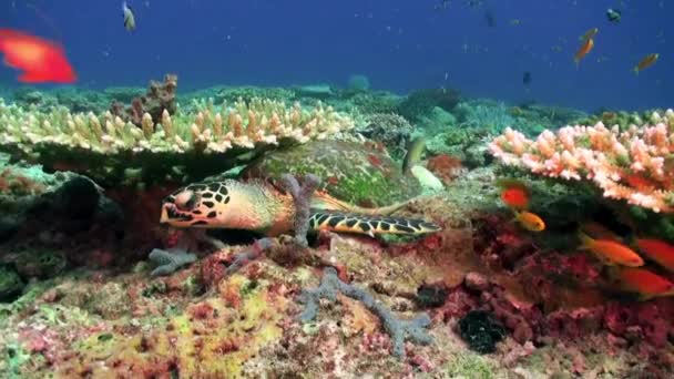 먹이를 찾아 산호초에 있는 열대어 떼. — 비디오