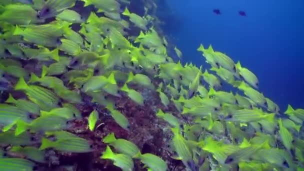 Schwarm gestreifter, gelber Fische auf klarem Meeresboden auf den Malediven. — Stockvideo