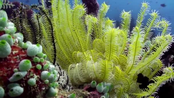 Tengeri liliom a háttérben vörös korallok víz alatt a Vörös-tengerek. — Stock videók