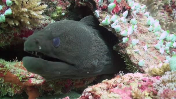 Moray Eel sacando su cabeza de su agujero en el arrecife . — Vídeo de stock