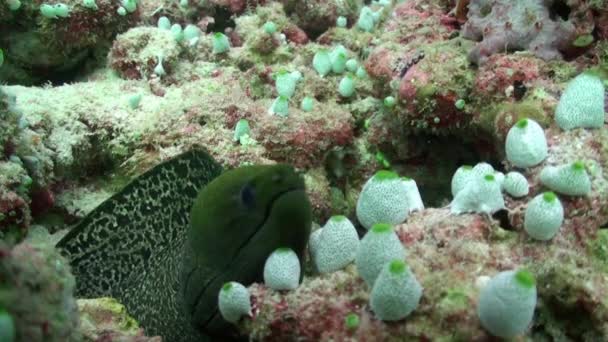 Moray anguilla ficcando la testa fuori dal suo buco nella barriera corallina . — Video Stock