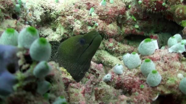 Moray anguilla ficcando la testa fuori dal suo buco nella barriera corallina . — Video Stock