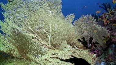 Kırmızı balık sürüsünün arka planındaki Gorgonian denizdeki mercanların altında.