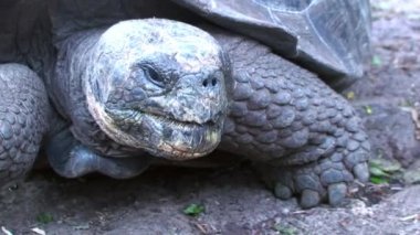 Dev Kaplumbağa Galapagos Adalarında Yeşillikler Arasında Kameraya Doğru Yürüyor