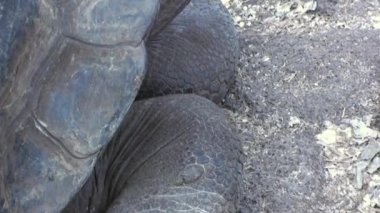 Dev Kaplumbağa Galapagos Adalarında Yeşillikler Arasında Kameraya Doğru Yürüyor