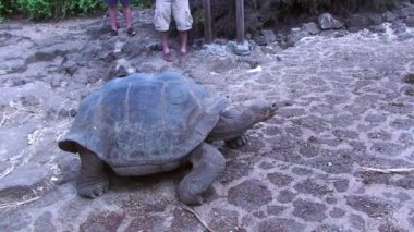 Dev Kaplumbağa Galapagos Adalarında Yeşillikler Arasında Kameraya Doğru Yürüyor