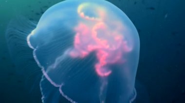 Denizanası mavi balina yağı ya da Catostylus mozaiğinin kapağını kapatın. Siyah arka planda suyun altında yavaşça ilerliyorlar.