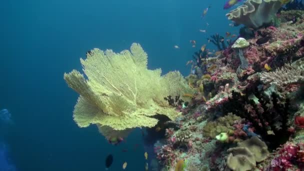 Gorgonien vor dem Hintergrund der Rotfischschwärme in Korallen unter Wasser im Meer. — Stockvideo