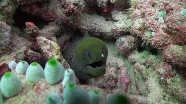 Moray Eel menusuk kepalanya keluar dari lubang di karang . — Stok Video
