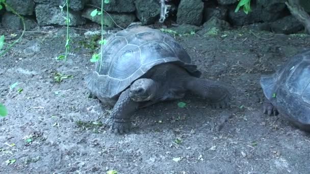 Jättesköldpadda på väg mot kameran genom floden Galapagosöarna — Stockvideo