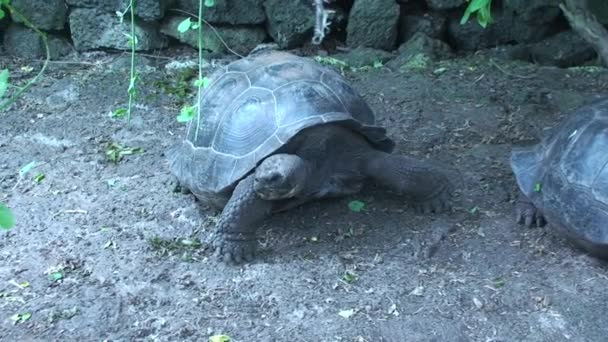 Tartaruga gigante caminhando em direção à câmera através de folhagem nas Ilhas Galápagos — Vídeo de Stock