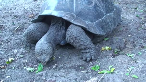 Tartaruga gigante caminhando em direção à câmera através de folhagem nas Ilhas Galápagos — Vídeo de Stock