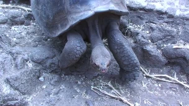 Giant Tortoise Walking Towards Camera Through Foliage in the Galapagos Islands — Stock Video