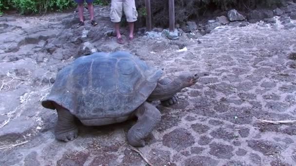 Reuzenschildpad op weg naar camera door gebladerte op de Galapagoseilanden — Stockvideo