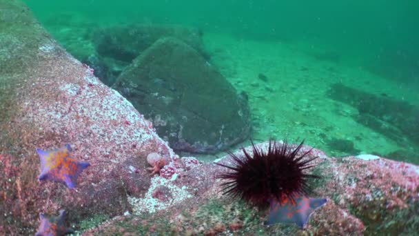 Slow motion shot van Sea Urchin op rotsachtige zeebodem in de oceaan met groen achtergrondwater. — Stockvideo