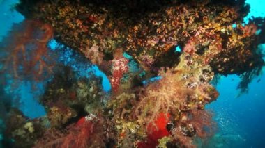 Yavaş çekim video güzel kırmızı yumuşak mercan resifi tropikal suda.