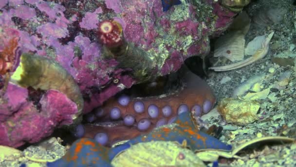 Pulpo gigante del Pacífico Enteroctopus Dofleini Tending Eggs Hd — Vídeo de stock