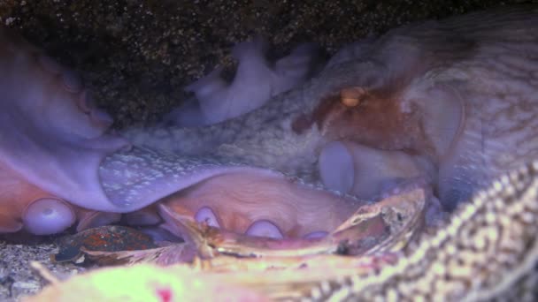 Pulpo gigante del Pacífico Enteroctopus Dofleini Tending Eggs Hd — Vídeos de Stock