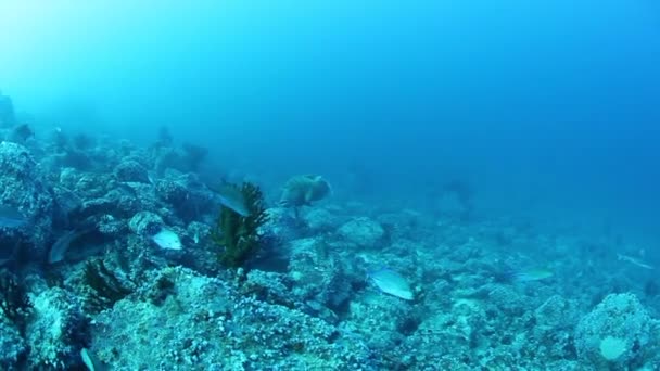 Κοπάδι snappers στον υπέροχο βυθό των νησιών Andaman Sea στην Ινδία. — Αρχείο Βίντεο