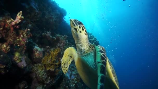 Mořská želva želva na pozadí barevné korály pod vodou v Rudém moři. — Stock video