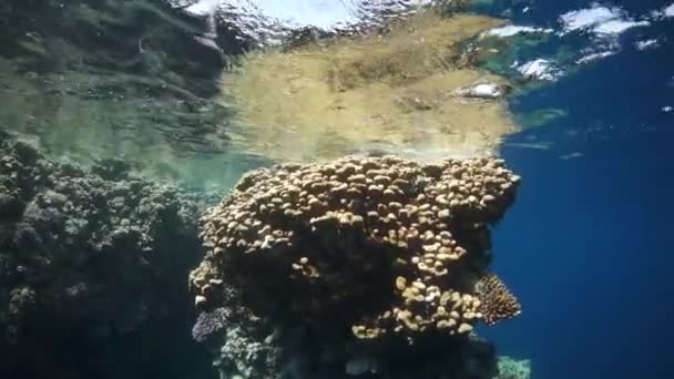 Video en cámara lenta hermoso arrecife de coral suave rojo en agua tropical. — Vídeo de stock