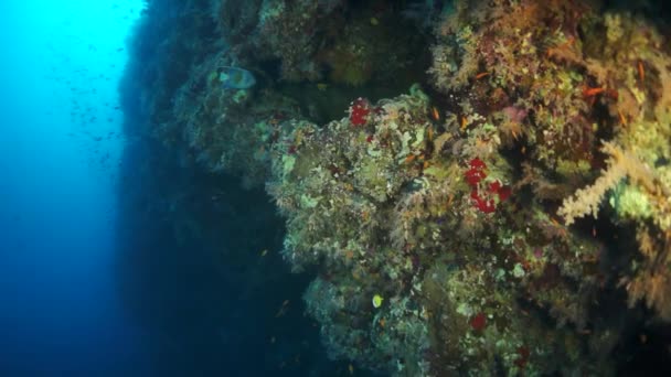 Vidéo ralenti beau récif corallien doux rouge en eau tropicale. — Video