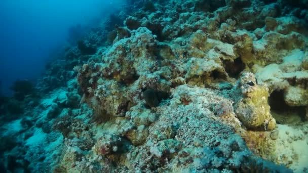 Video en cámara lenta hermoso arrecife de coral suave rojo en agua tropical. — Vídeos de Stock