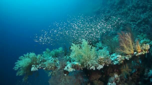 Video en cámara lenta hermoso arrecife de coral suave rojo en agua tropical. — Vídeos de Stock