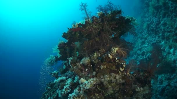 Video en cámara lenta hermoso arrecife de coral suave rojo en agua tropical. — Vídeos de Stock
