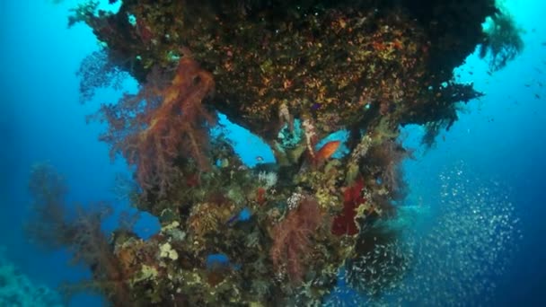Αργή κίνηση βίντεο όμορφο κόκκινο μαλακό κοραλλιογενή ύφαλο σε τροπικό νερό. — Αρχείο Βίντεο