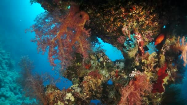 Slow motion video vacker röd mjuk korallrev i tropiskt vatten. — Stockvideo